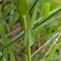 Salomonia ciliata (L.) DC.